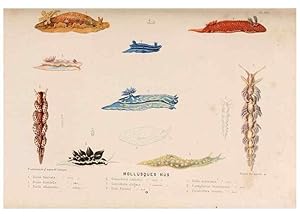 Immagine del venditore per Reproduccin/Reproduction 8203827170: Le monde de la mer . Paris,L. Hachette & Cie,1866. venduto da EL BOLETIN