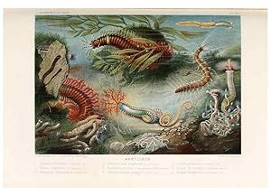 Seller image for Reproduccin/Reproduction 8202740155: Le monde de la mer . Paris,L. Hachette & Cie,1866. for sale by EL BOLETIN