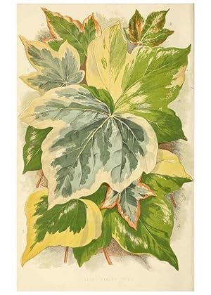 Immagine del venditore per Reproduccin/Reproduction 8166699349: The Floral world and garden guide. London,Groombridge and Sons,1858-1880. venduto da EL BOLETIN