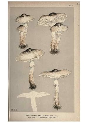 Imagen del vendedor de Reproduccin/Reproduction 8163914426: Illustrations of British Fungi (Hymenomycetes), to serve as an atlas to the ""Handbook of British Fungi"". LondonWilliams and Norgate1881-91 a la venta por EL BOLETIN