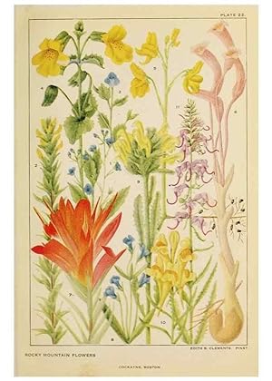 Bild des Verkufers fr Reproduccin/Reproduction 8220462589: Flowers of mountain and plain /. New York :H.W. Wilson Co.,1920. zum Verkauf von EL BOLETIN