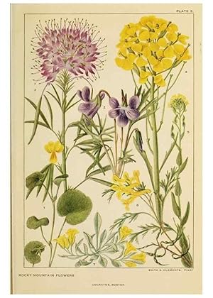 Seller image for Reproduccin/Reproduction 8220458531: Flowers of mountain and plain /. New York :H.W. Wilson Co.,1920. for sale by EL BOLETIN