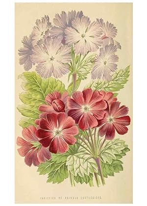 Bild des Verkufers fr Reproduccin/Reproduction 8166727308: The Floral world and garden guide. London,Groombridge and Sons,1858-1880. zum Verkauf von EL BOLETIN