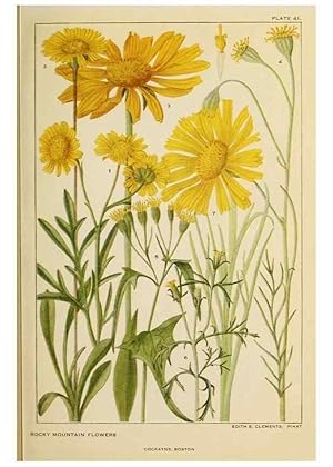 Bild des Verkufers fr Reproduccin/Reproduction 8221549762: Flowers of mountain and plain /. New York :H.W. Wilson Co.,1920. zum Verkauf von EL BOLETIN