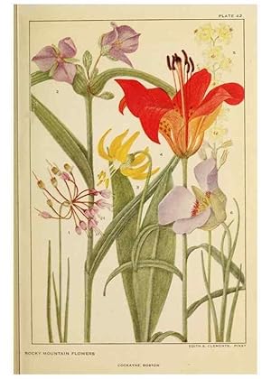 Seller image for Reproduccin/Reproduction 8220470473: Flowers of mountain and plain /. New York :H.W. Wilson Co.,1920. for sale by EL BOLETIN