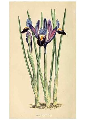 Bild des Verkufers fr Reproduccin/Reproduction 8166698121: The Floral world and garden guide. London,Groombridge and Sons,1858-1880. zum Verkauf von EL BOLETIN