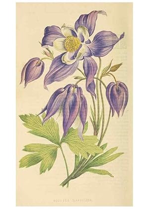 Seller image for Reproduccin/Reproduction 8166699747: The Floral world and garden guide. London,Groombridge and Sons,1858-1880. for sale by EL BOLETIN