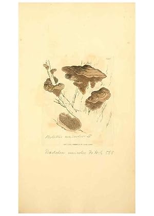 Bild des Verkufers fr Reproduccin/Reproduction 8230557574: Coloured figures of English fungi or mushrooms. London,Printed by J. Davis,1797-[1809] zum Verkauf von EL BOLETIN