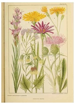 Bild des Verkufers fr Reproduccin/Reproduction 8221547866: Flowers of mountain and plain /. New York :H.W. Wilson Co.,1920. zum Verkauf von EL BOLETIN