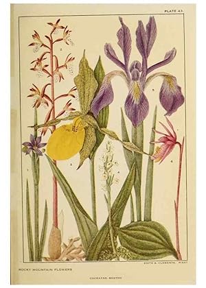 Bild des Verkufers fr Reproduccin/Reproduction 8220470861: Flowers of mountain and plain /. New York :H.W. Wilson Co.,1920. zum Verkauf von EL BOLETIN