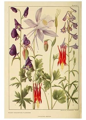 Seller image for Reproduccin/Reproduction 8220457289: Flowers of mountain and plain /. New York :H.W. Wilson Co.,1920. for sale by EL BOLETIN