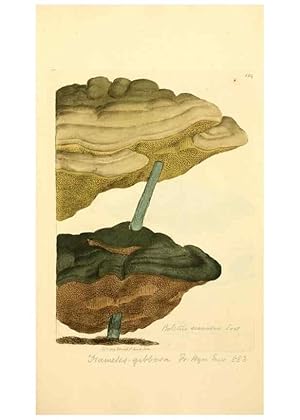 Bild des Verkufers fr Reproduccin/Reproduction 8229424865: Coloured figures of English fungi or mushrooms. London,Printed by J. Davis,1797-[1809] zum Verkauf von EL BOLETIN