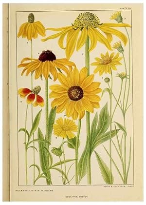 Bild des Verkufers fr Reproduccin/Reproduction 8221548694: Flowers of mountain and plain /. New York :H.W. Wilson Co.,1920. zum Verkauf von EL BOLETIN