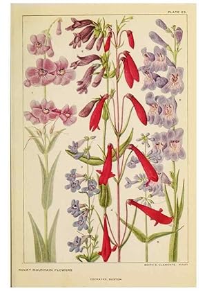 Seller image for Reproduccin/Reproduction 8221543168: Flowers of mountain and plain /. New York :H.W. Wilson Co.,1920. for sale by EL BOLETIN