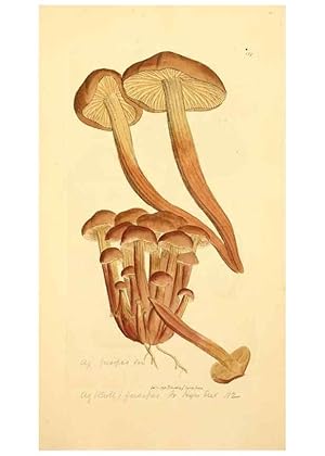 Bild des Verkufers fr Reproduccin/Reproduction 8229392741: Coloured figures of English fungi or mushrooms. London,Printed by J. Davis,1797-[1809] zum Verkauf von EL BOLETIN