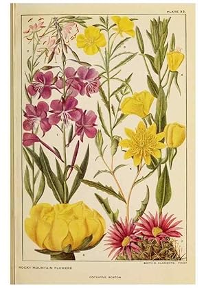 Seller image for Reproduccin/Reproduction 8220466921: Flowers of mountain and plain /. New York :H.W. Wilson Co.,1920. for sale by EL BOLETIN