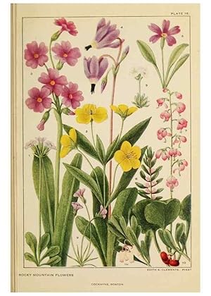 Seller image for Reproduccin/Reproduction 8221539972: Flowers of mountain and plain /. New York :H.W. Wilson Co.,1920. for sale by EL BOLETIN