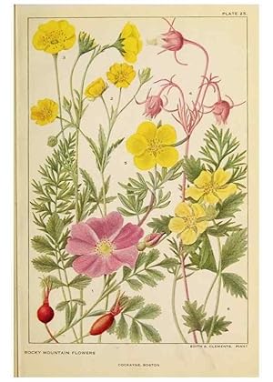 Imagen del vendedor de Reproduccin/Reproduction 8221544134: Flowers of mountain and plain /. New York :H.W. Wilson Co.,1920. a la venta por EL BOLETIN