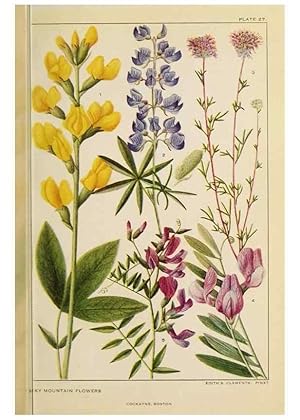 Imagen del vendedor de Reproduccin/Reproduction 8221544604: Flowers of mountain and plain /. New York :H.W. Wilson Co.,1920. a la venta por EL BOLETIN