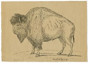 [EARLY PEN LITHOGRAPH OF AN AMERICAN BISON, DRAWN BY REVEREND THOMAS RACKETT IN THE EARLY 19th CE...