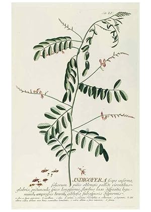 Seller image for Reproduccin/Reproduction 8050623503: Plantae selectae quarum imagines ad exemplaria naturalia Londini, in hortis curiosorum nutrita. [S.l. :s.n.],1750-1773. for sale by EL BOLETIN