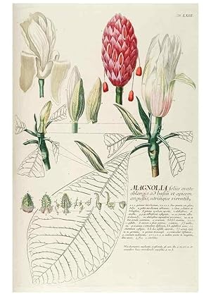 Seller image for Reproduccin/Reproduction 8050628753: Plantae selectae quarum imagines ad exemplaria naturalia Londini, in hortis curiosorum nutrita. [S.l. :s.n.],1750-1773. for sale by EL BOLETIN