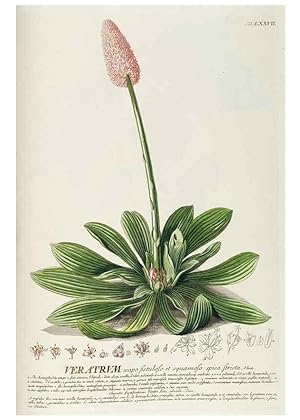 Seller image for Reproduccin/Reproduction 8050643174: Plantae selectae quarum imagines ad exemplaria naturalia Londini, in hortis curiosorum nutrita. [S.l. :s.n.],1750-1773. for sale by EL BOLETIN
