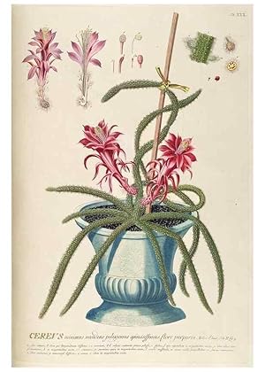 Image du vendeur pour Reproduccin/Reproduction 8050609912: Plantae selectae quarum imagines ad exemplaria naturalia Londini, in hortis curiosorum nutrita. [S.l. :s.n.],1750-1773. mis en vente par EL BOLETIN