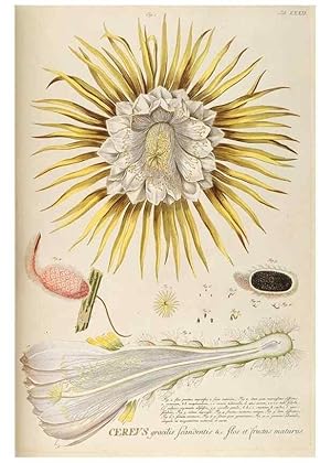 Image du vendeur pour Reproduccin/Reproduction 8050611410: Plantae selectae quarum imagines ad exemplaria naturalia Londini, in hortis curiosorum nutrita. [S.l. :s.n.],1750-1773. mis en vente par EL BOLETIN