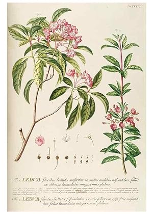 Image du vendeur pour Reproduccin/Reproduction 8050610061: Plantae selectae quarum imagines ad exemplaria naturalia Londini, in hortis curiosorum nutrita. [S.l. :s.n.],1750-1773. mis en vente par EL BOLETIN