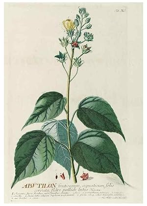 Seller image for Reproduccin/Reproduction 8050655882: Plantae selectae quarum imagines ad exemplaria naturalia Londini, in hortis curiosorum nutrita. [S.l. :s.n.],1750-1773. for sale by EL BOLETIN