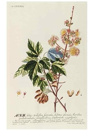 Seller image for Reproduccin/Reproduction 8050646361: Plantae selectae quarum imagines ad exemplaria naturalia Londini, in hortis curiosorum nutrita. [S.l. :s.n.],1750-1773. for sale by EL BOLETIN