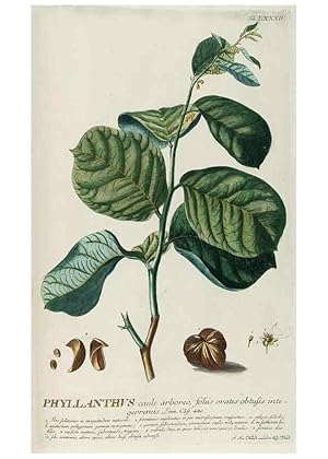 Seller image for Reproduccin/Reproduction 8050649678: Plantae selectae quarum imagines ad exemplaria naturalia Londini, in hortis curiosorum nutrita. [S.l. :s.n.],1750-1773. for sale by EL BOLETIN