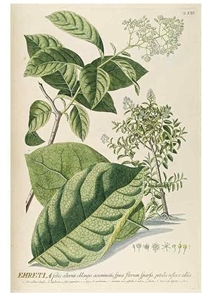 Seller image for Reproduccin/Reproduction 8050606882: Plantae selectae quarum imagines ad exemplaria naturalia Londini, in hortis curiosorum nutrita. [S.l. :s.n.],1750-1773. for sale by EL BOLETIN