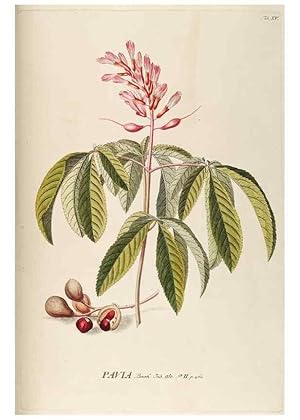 Seller image for Reproduccin/Reproduction 8050594029: Plantae selectae quarum imagines ad exemplaria naturalia Londini, in hortis curiosorum nutrita. [S.l. :s.n.],1750-1773. for sale by EL BOLETIN