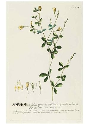 Seller image for Reproduccin/Reproduction 8050630067: Plantae selectae quarum imagines ad exemplaria naturalia Londini, in hortis curiosorum nutrita. [S.l. :s.n.],1750-1773. for sale by EL BOLETIN