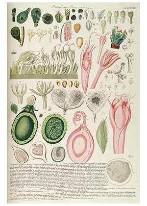 Seller image for Reproduccin/Reproduction 8050636135: Plantae selectae quarum imagines ad exemplaria naturalia Londini, in hortis curiosorum nutrita. [S.l. :s.n.],1750-1773. for sale by EL BOLETIN