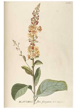 Image du vendeur pour Reproduccin/Reproduction 8050594629: Plantae selectae quarum imagines ad exemplaria naturalia Londini, in hortis curiosorum nutrita. [S.l. :s.n.],1750-1773. mis en vente par EL BOLETIN