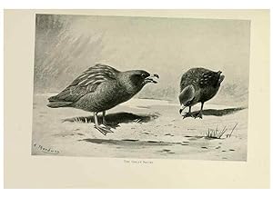 Seller image for Reproduccin/Reproduction 8076817466: Lord Lilford on birds:. London,Hutchinson,1903. for sale by EL BOLETIN