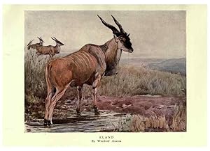 Seller image for Reproduccin/Reproduction 8116037384: The wild beasts of the world /. London :T. C. & E. C. Jack,[1909?] for sale by EL BOLETIN