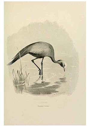 Seller image for Reproduccin/Reproduction 8076816278: Lord Lilford on birds:. London,Hutchinson,1903. for sale by EL BOLETIN