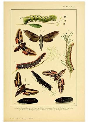 Bild des Verkufers fr Reproduccin/Reproduction 6466294783: British and European butterflies and moths (Macrolepidoptera) London,E. Nister;[1895] zum Verkauf von EL BOLETIN