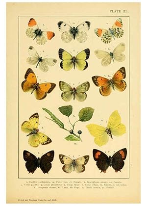 Bild des Verkufers fr Reproduccin/Reproduction 6466287567: British and European butterflies and moths (Macrolepidoptera) London,E. Nister;[1895] zum Verkauf von EL BOLETIN