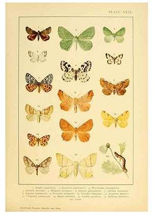 Bild des Verkufers fr Reproduccin/Reproduction 6466302899: British and European butterflies and moths (Macrolepidoptera) London,E. Nister;[1895] zum Verkauf von EL BOLETIN