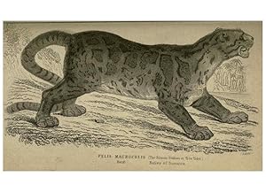 Image du vendeur pour Reproduccin/Reproduction 6505571383: Lions, tigers, &c., &c London :H. G. Bohn [etc.]1846? mis en vente par EL BOLETIN