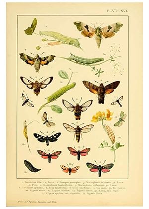 Bild des Verkufers fr Reproduccin/Reproduction 6466295869: British and European butterflies and moths (Macrolepidoptera) London,E. Nister;[1895] zum Verkauf von EL BOLETIN