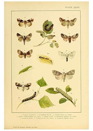 Bild des Verkufers fr Reproduccin/Reproduction 6466299773: British and European butterflies and moths (Macrolepidoptera) London,E. Nister;[1895] zum Verkauf von EL BOLETIN