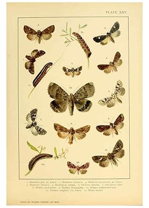 Bild des Verkufers fr Reproduccin/Reproduction 6466300899: British and European butterflies and moths (Macrolepidoptera) London,E. Nister;[1895] zum Verkauf von EL BOLETIN
