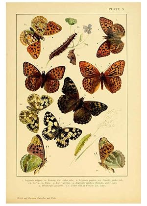 Bild des Verkufers fr Reproduccin/Reproduction 6466292277: British and European butterflies and moths (Macrolepidoptera) London,E. Nister;[1895] zum Verkauf von EL BOLETIN