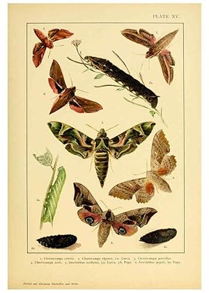 Bild des Verkufers fr Reproduccin/Reproduction 6466295219: British and European butterflies and moths (Macrolepidoptera) London,E. Nister;[1895] zum Verkauf von EL BOLETIN